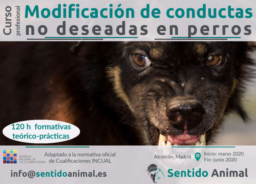 Curso profesional de modificación de conducta no deseada a perros