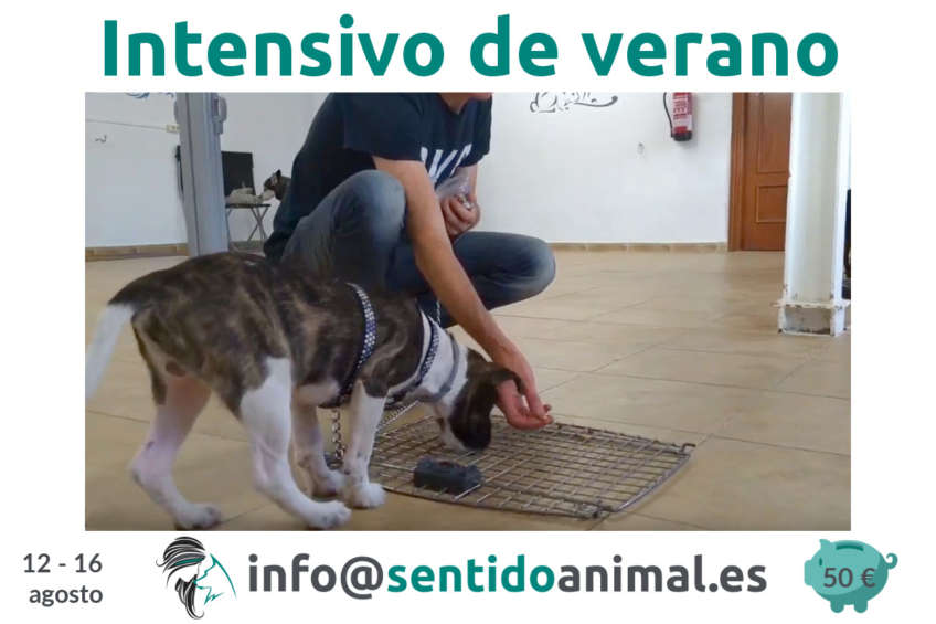 Curso intensivo de verano