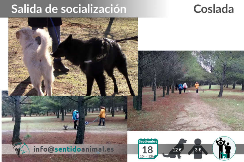 Salida de socialización canina - Coslada