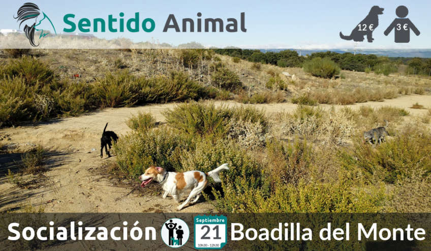 Socialización canina - Boadilla del Monte