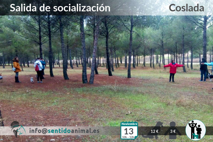 Socialización canina en Coslada