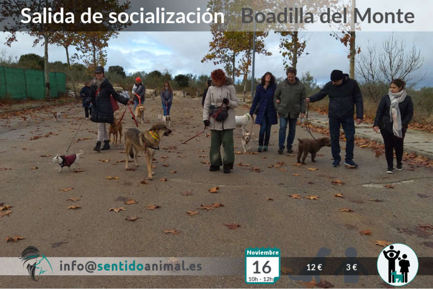 Salida de socialización canina - noviembre