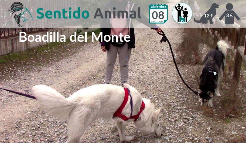 Salida de socialización canina - Boadilla del Monte