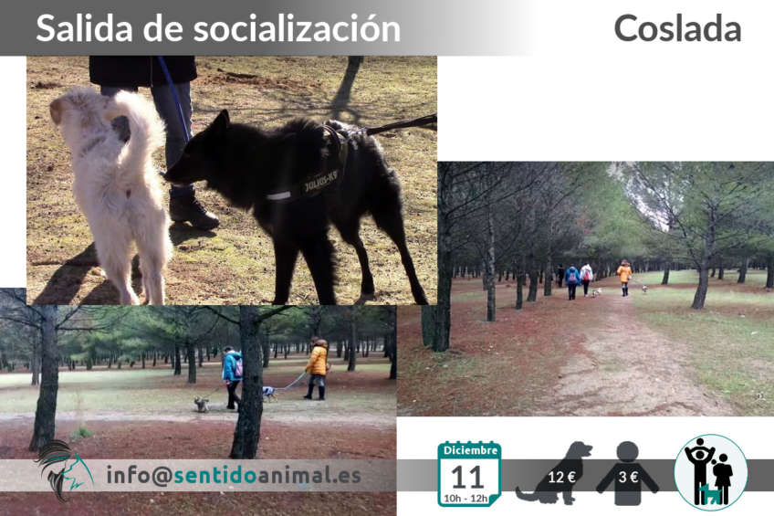 Socialización canina en Coslada