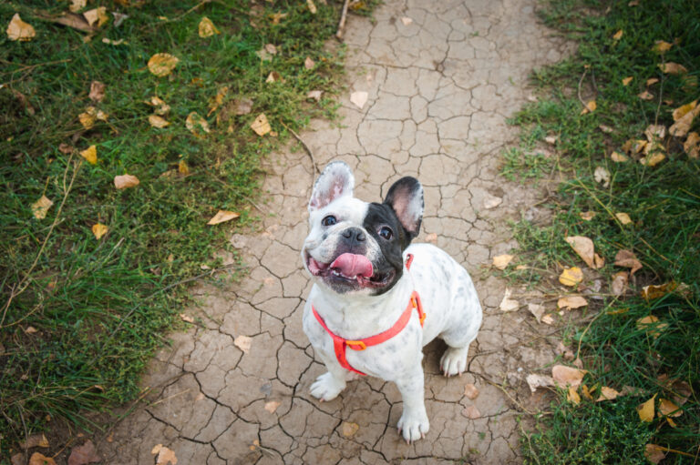 French Bulldog Black And White Color. Autumn Walk