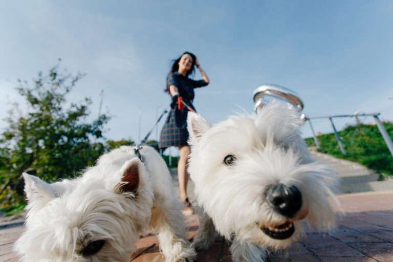 Two White Puppies Are Looking At The Camera