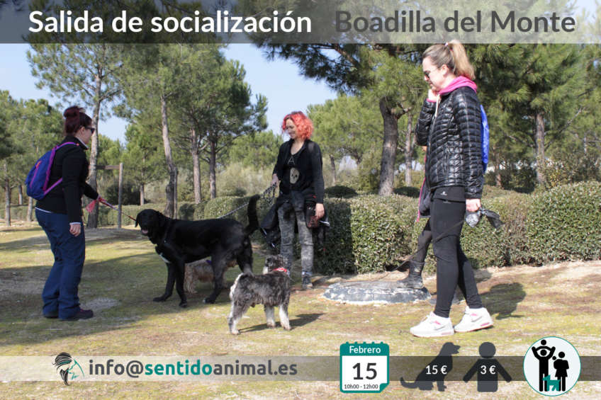 Socialización canina en Boadilla del Monte