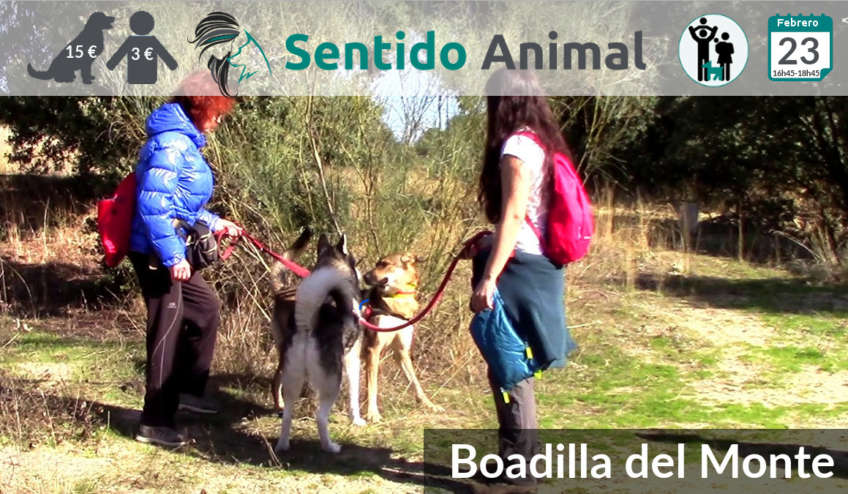 Socialización canina - Boadilla del Monte