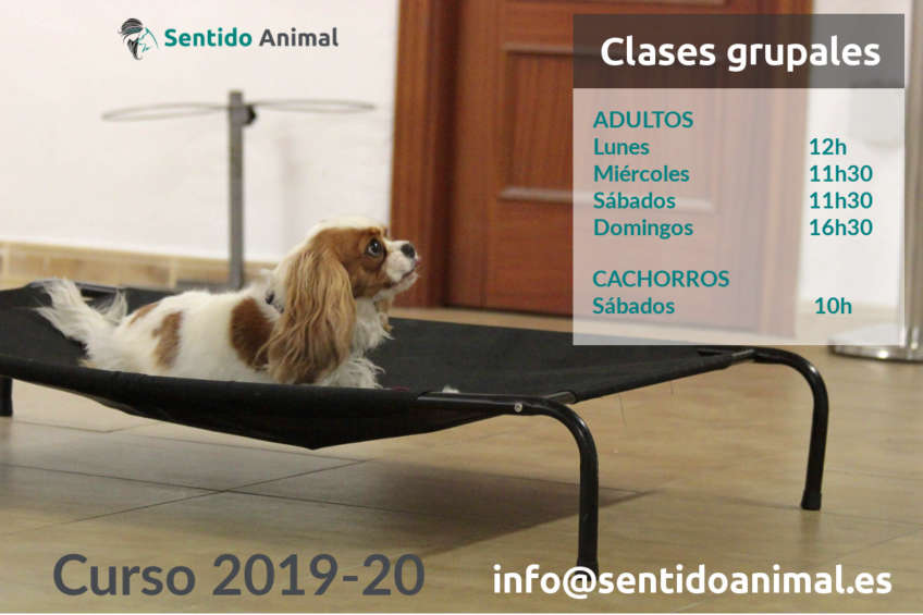 Clases grupales de educación canina