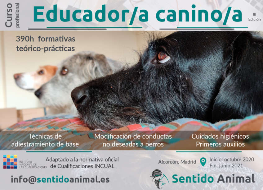 Curso profesional de educador canino