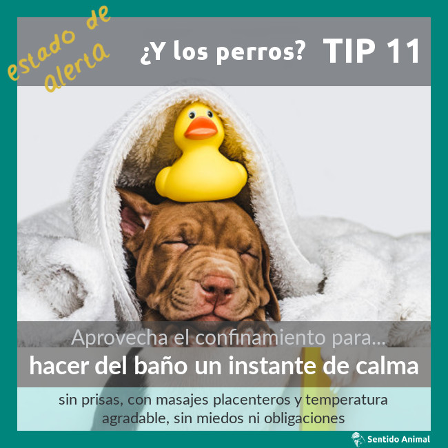 TIP 11 – estado de alerta – ¿y los perros?