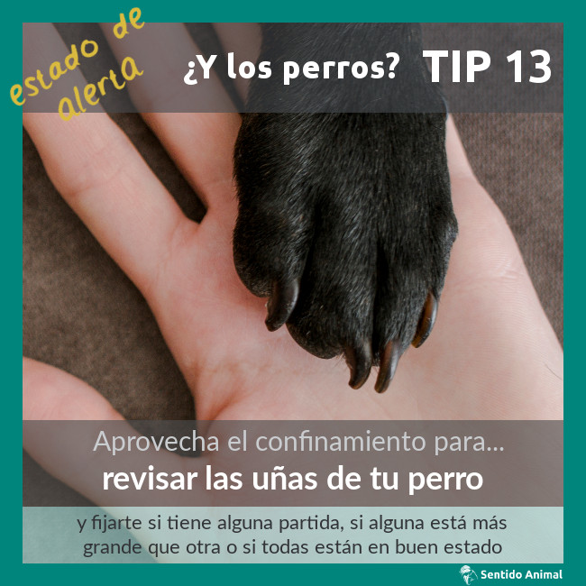 TIP 13 – estado de alerta – ¿y los perros?
