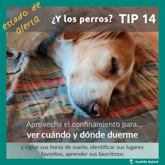 TIP 14 – estado de alerta – ¿y los perros?