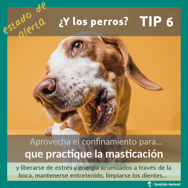 TIP 6 – estado de alerta – ¿y los perros?