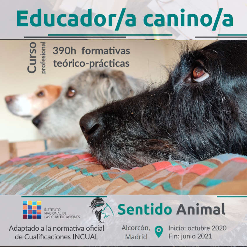 Curso profesional de educador canino