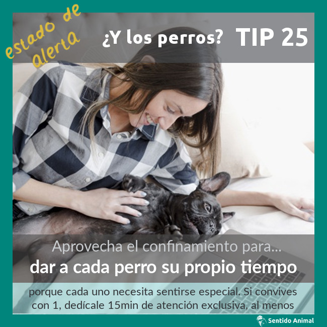 TIP 25 – dar a cada perro su propio tiempo – estado de alerta