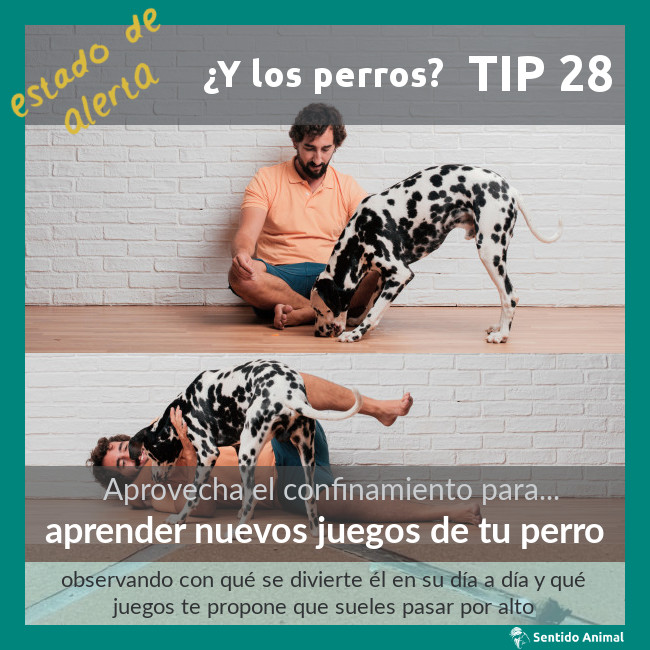 TIP 28 – aprender nuevos juegos de tu perro – estado de alerta