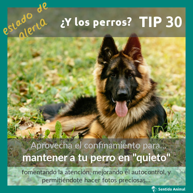 TIP 30 – mantener un perro en «quieto» – estado de alerta