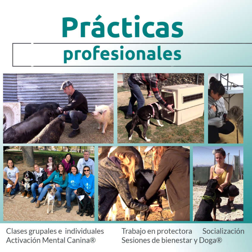 Prácticas profesionales de adiestramiento canino en Madrid
