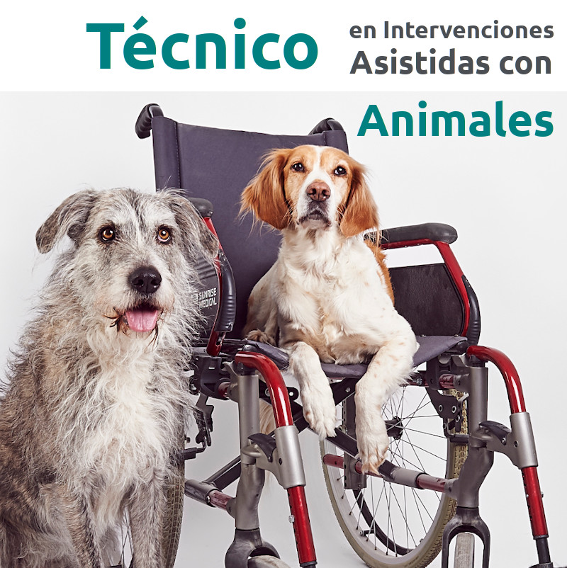 Curso profesional de Técnico/a en Intervenciones Asistidas con Animales