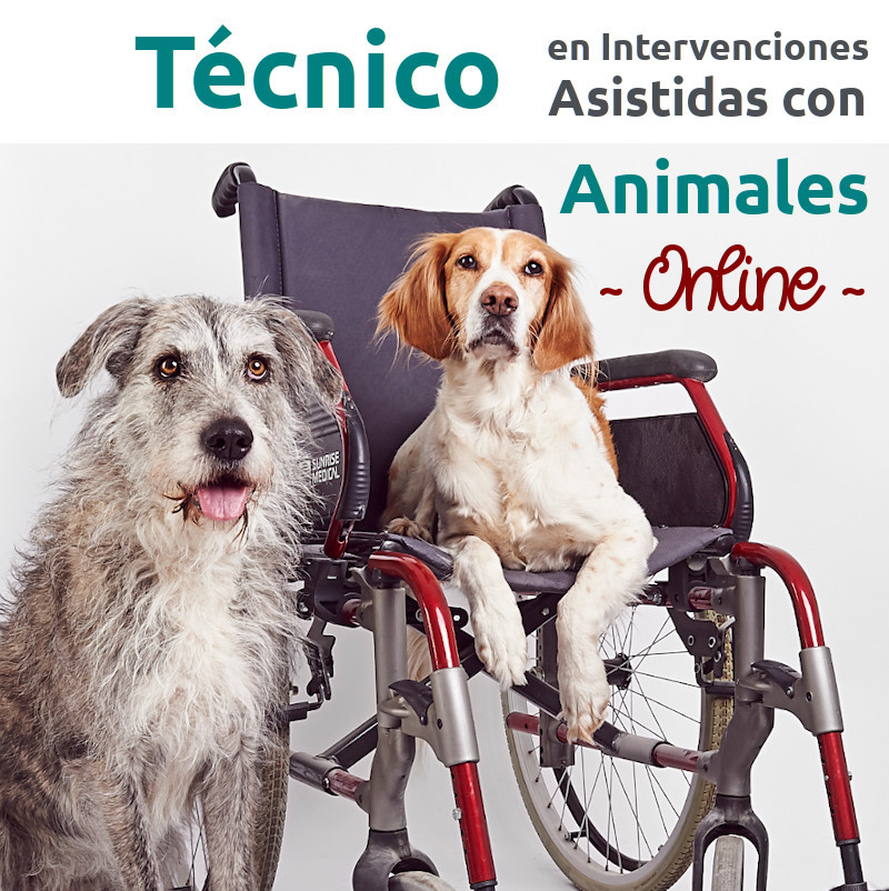 ONLINE – Curso profesional de Técnico/a en Intervenciones Asistidas con Animales – nov20