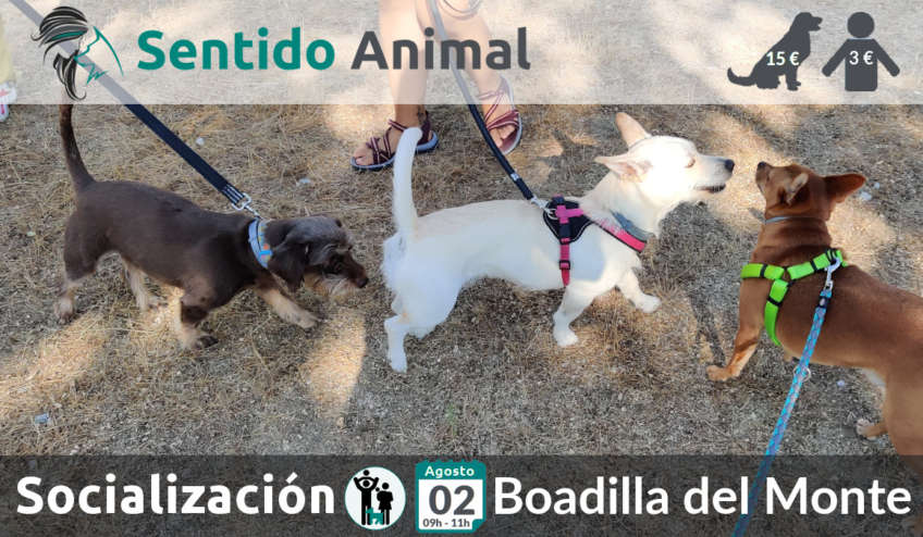 Salida de socialización canina - Boadilla del Monte - Madrid