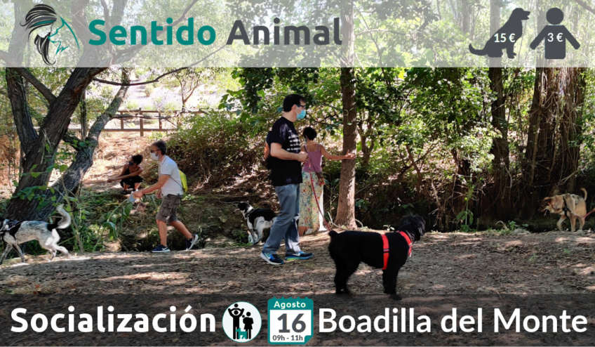 Salida de socialización canina - Boadilla del Monte - Madrid
