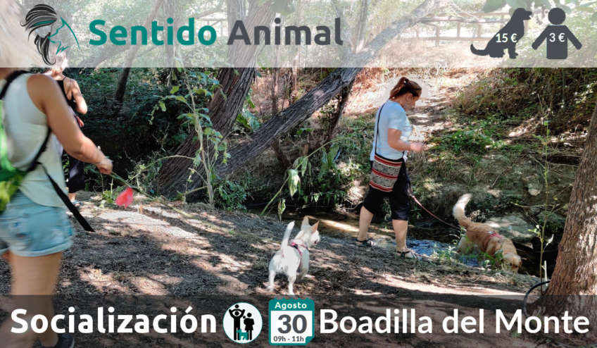 Salida de socialización canina - Boadilla del Monte - Madrid