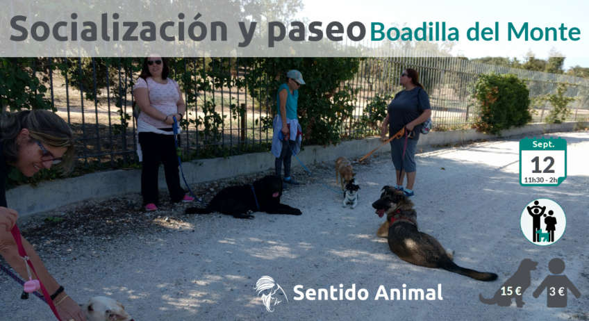 Socialización Canina en Boadilla del Monte - Madrid