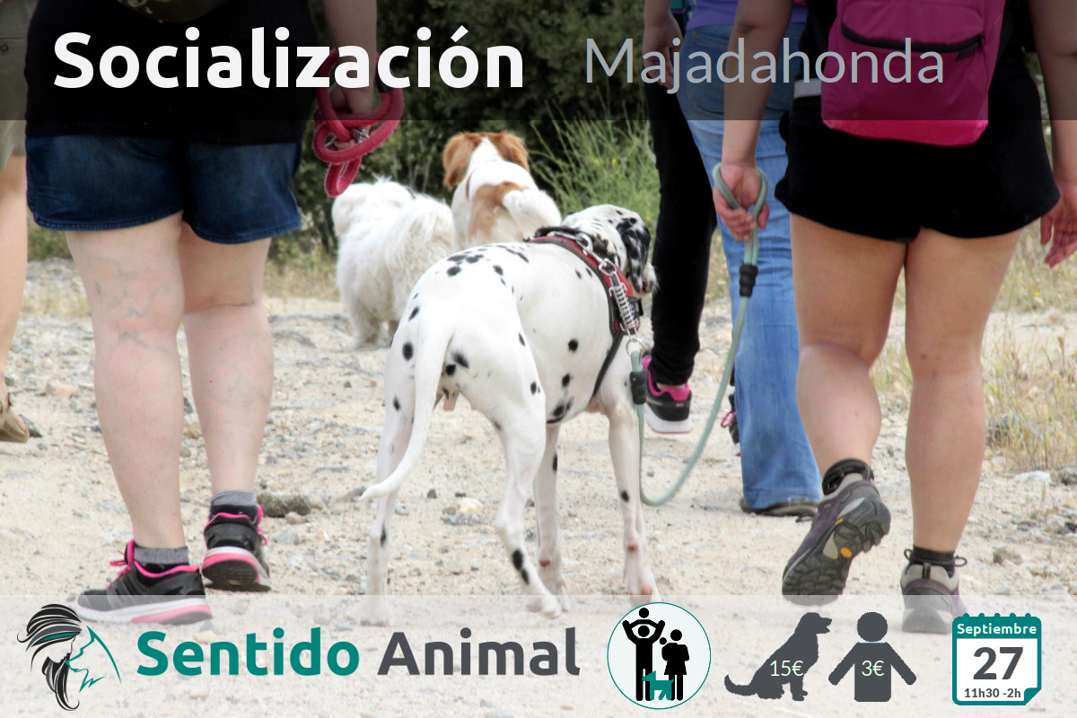 Socialización canina y paseo – domingo septiembre 2020