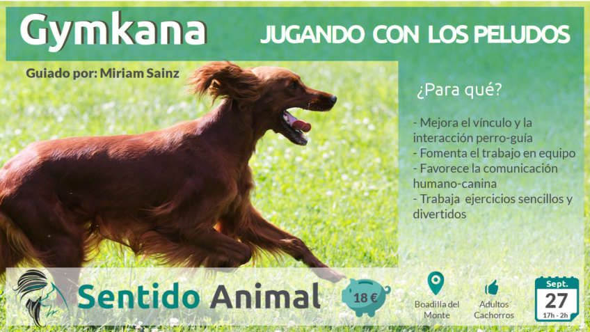 gymkana canina