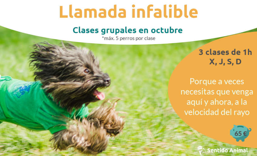 Llamada infalible oct2020 clase grupal de adiestramiento canino