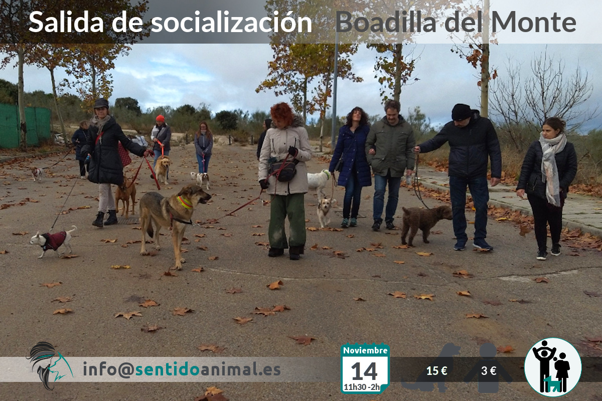 Socialización canina y paseo – sábado noviembre 2020
