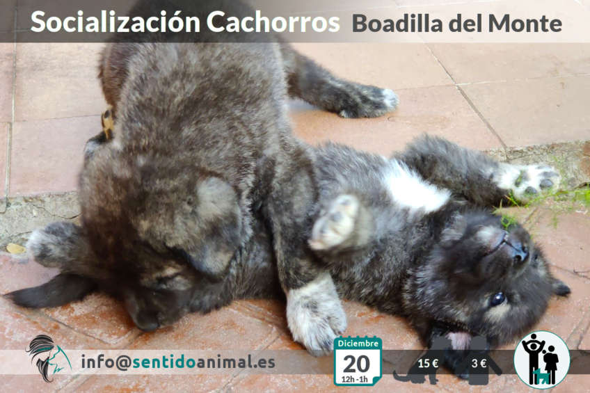 socialización de cachorros