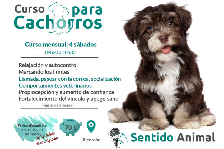 Clases para cachorros - diciembre 2020