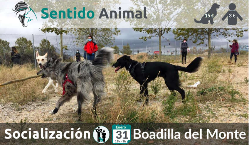 Socialización canina en Boadilla del Monte