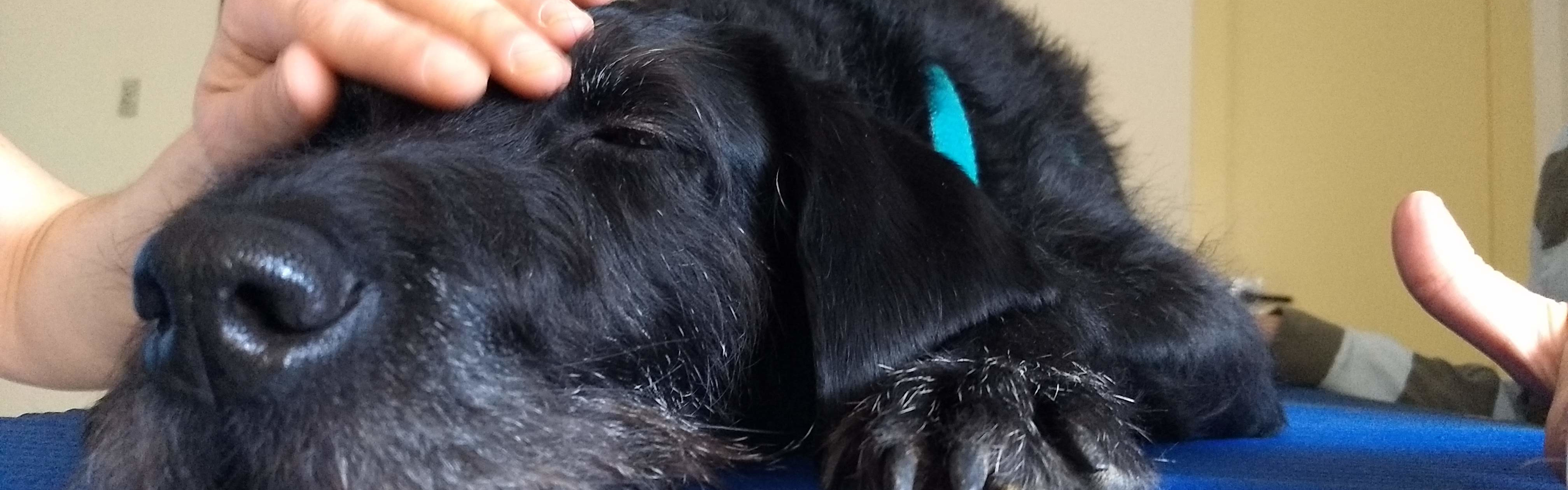PASIÓN POR LOS ANIMALES, VOCACIÓN POR EL ENTRENAMIENTO Y EL BIENESTAR ANIMAL