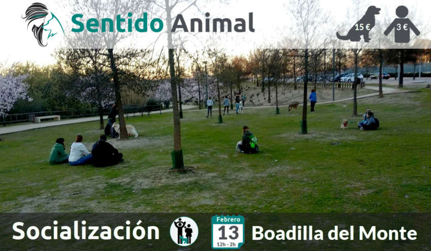 Socialización canina