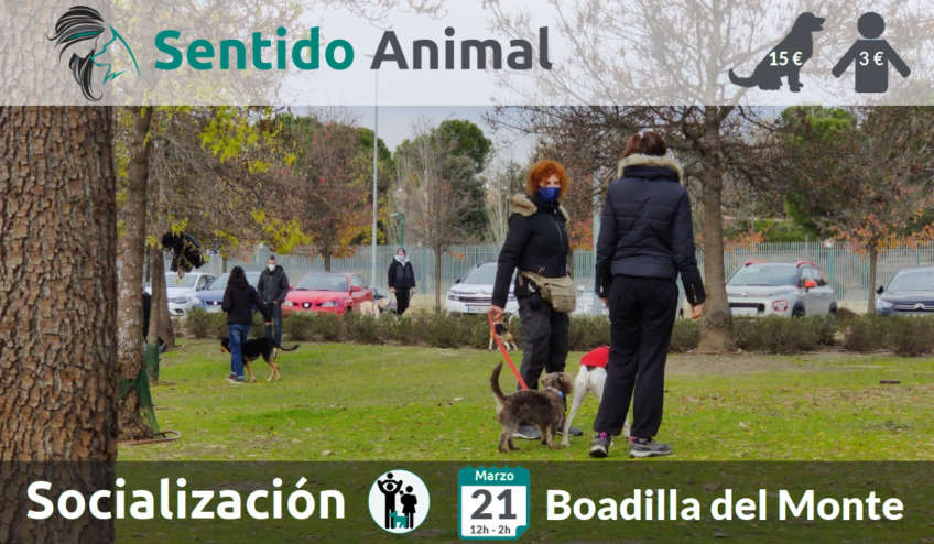 Socialización canina - Boadilla del Monte