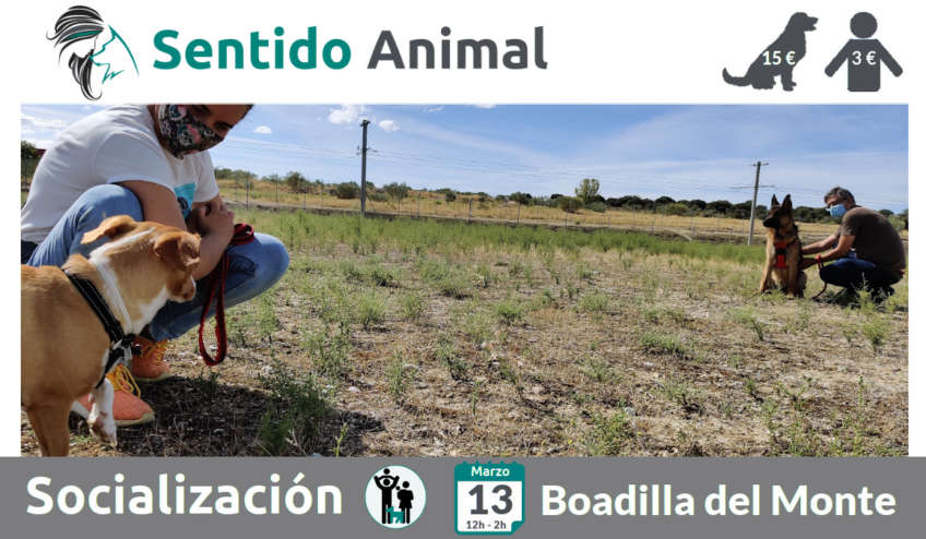 Socialización canina - Boadilla del Monte