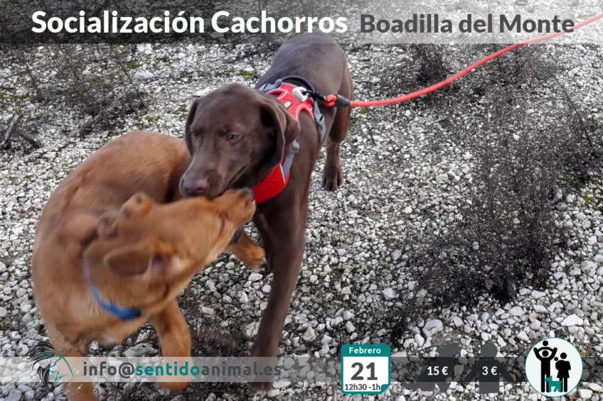 Socialización de cachorros en Boadilla del Monte