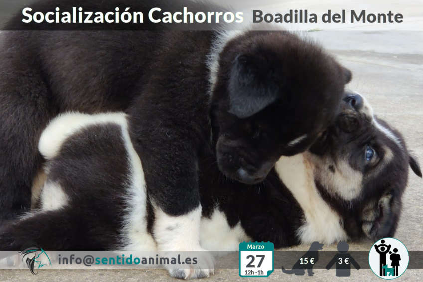 Socialización de cachorros en Boadilla del Monte