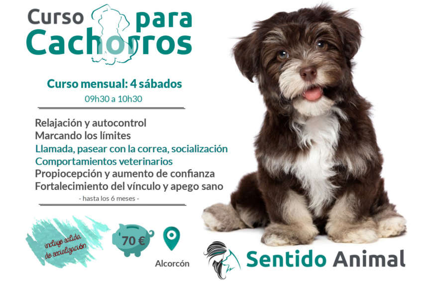 clases para Cachorros de educación canina