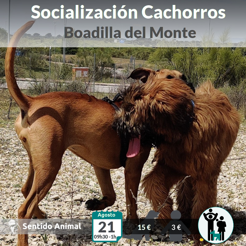 Socialización cachorros – ago21