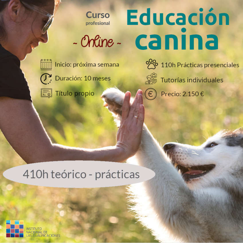 Curso profesional de Educación Canina ONLINE