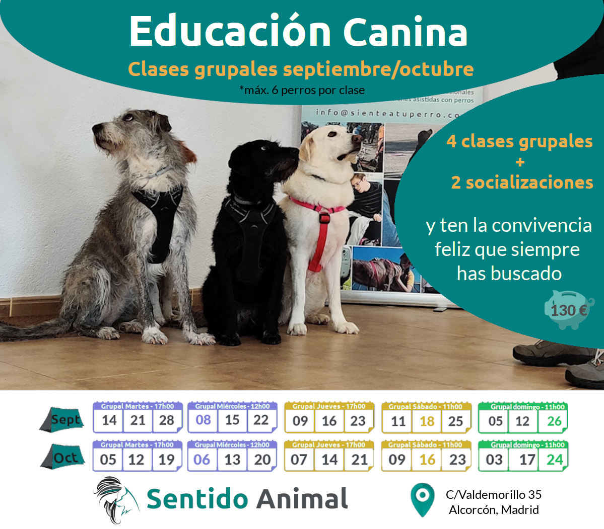 Clases grupales: educación canina – sept21