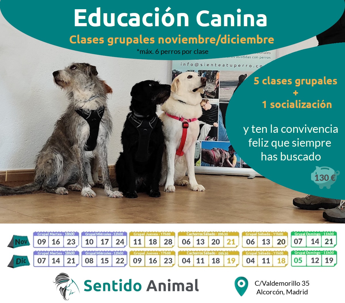 Mini-Curso de clases de educación canina – martes – nov21﻿​