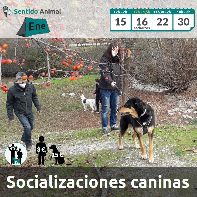 Socialización canina y paseo – Boadilla del Monte – enero 2022
