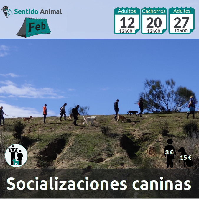 Socialización canina y paseo – Boadilla del Monte – febrero 2022