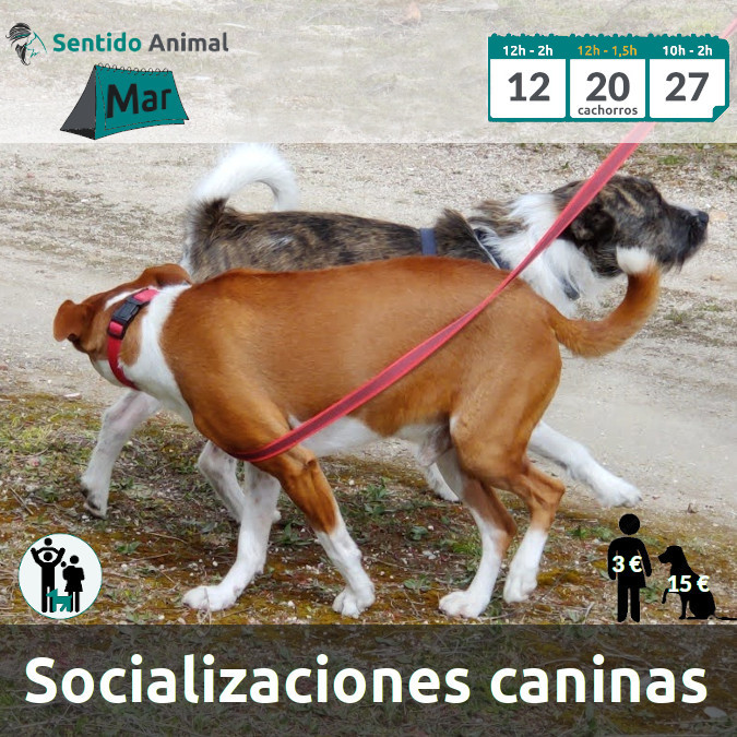 Socialización canina y paseo – Brunete – marzo 2022